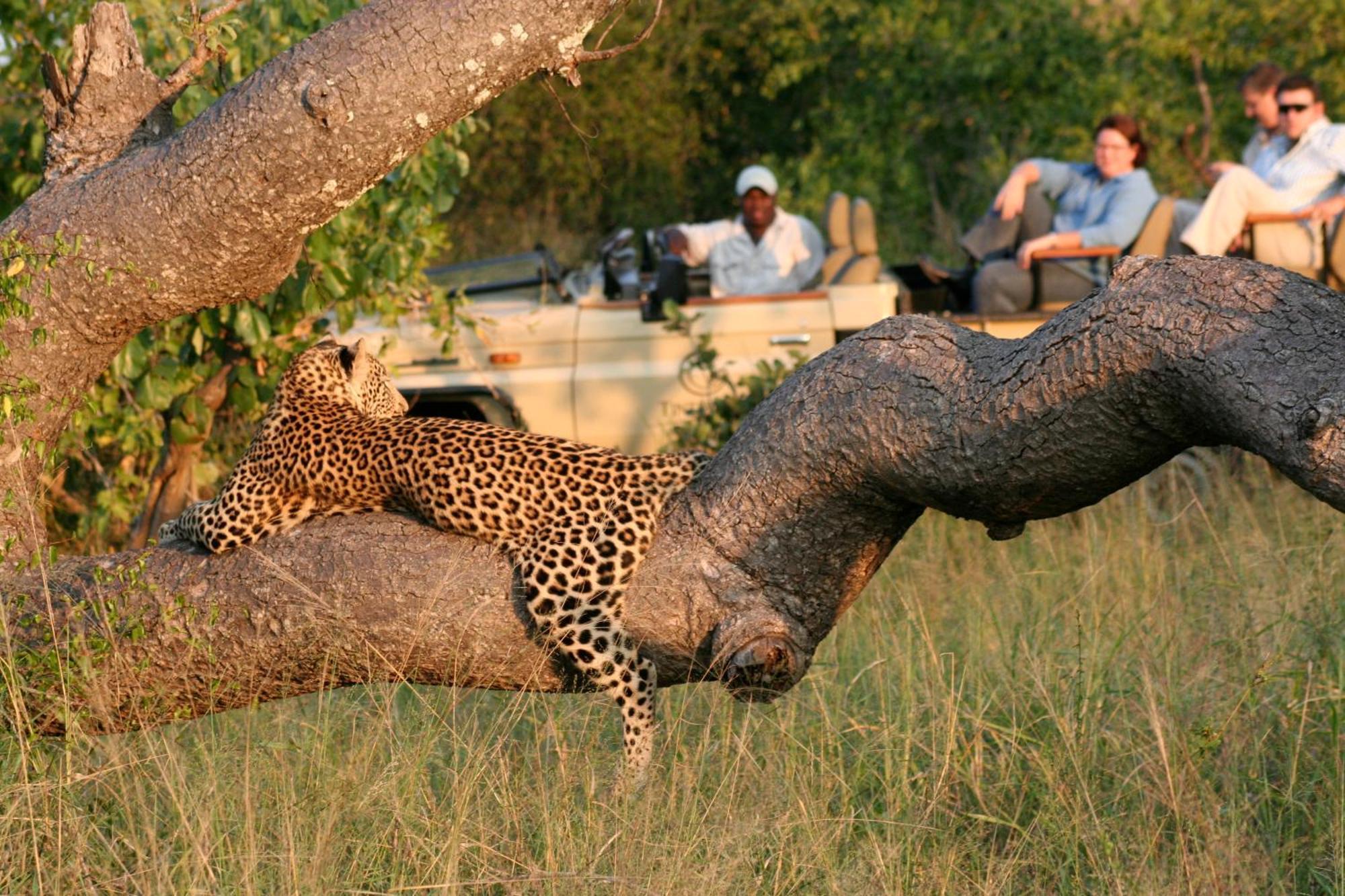 Tintswalo Safari Lodge Manyeleti Game Reserve Exterior foto