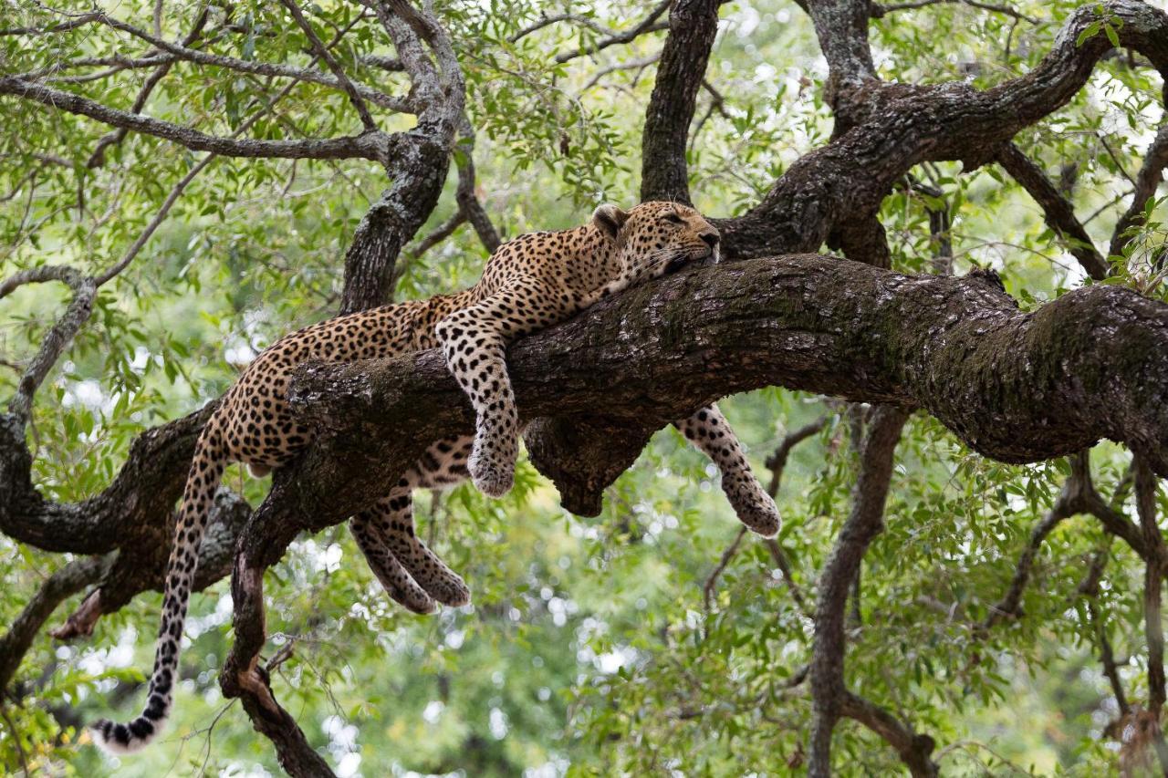 Tintswalo Safari Lodge Manyeleti Game Reserve Exterior foto